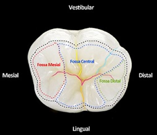 Coluna da Tininha: Primeiro molar inferior – forma e função
